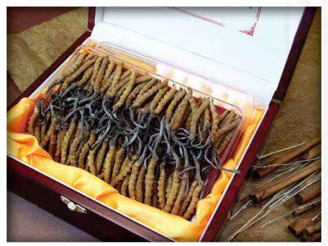 大田镇冬虫夏草回收